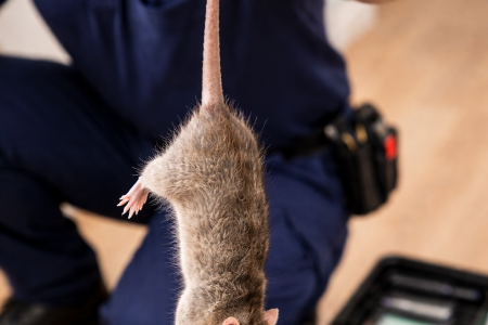 Exterminateur Dératiseur Drome
